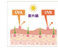 UVA UVB 紫外線