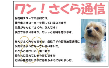 桜花媛スタッフの田村です。
我が家ではヨーキーを飼っているのですが名前がなんと「さくら」なんです！偶然ではありますが、ちょっと御縁を感じます。そんなさくらなんですが、最近ＴＶの緊急地震速報に反応するようになってしまいました。もともと怖がりで、雷一発で押入れに隠れてしまうほどですが近頃は新聞受けの中に隠れるようになりました。