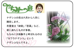 ちみーの庭
ナデシコの花は六月から八月に開花します。
花言葉は「純愛」「思慕」など、
愛に満ちたものが多数。
ちなみに大和撫子とよばれるのは
「カワラナデシコ」というナデシコなんですよ。