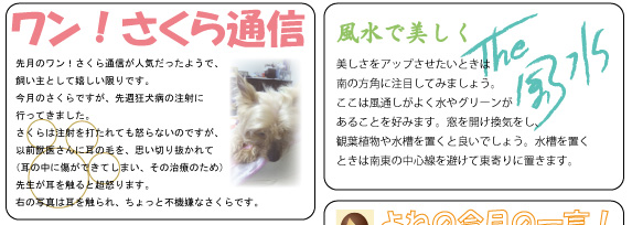 ワン！さくら通信
先月のワン！さくら通信が人気だったようで、
飼い主としてもうれしい限りです。
今月のさくらですが、先週狂犬病の注射に
行ってきました。
さくらは注射を打たれても怒らないのですが、
以前獣医さんに耳の毛を、思い切り抜かれて
（耳の中に傷ができてしまい、その治療のため）
先生が耳を触ると超怒ります。
右の写真は耳を触られ、ちょっと不機嫌なさくらです。

風水で美しく
美しさをアップさせたいときは
南の方角に注目してみましょう。
ここは風通しがよく水やグリーンが
あることを好みます。窓を開けて換気をし、
観葉植物や水槽を置くと良いでしょう。水槽を置く
ときは南東の中心線を避けて東寄りに置きます。
