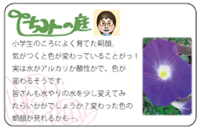 ちみーの庭 小学生のころによく育てた朝顔。気がつくと色が変わっていることがっ！実は水がアルカリか酸性かで、色が変わるそうです。皆さんも水やりの水を少し変えてみたらいかがでしょうか？変わった色の朝顔が見れるかも…。