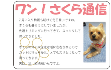 ワン！さくら通信 7月に入り梅雨も明けて毎日暑いですね。さくらも暑そうにしていましたが、先週トリミングに行ってきて、スッキリして帰ってきました。さくらの体の大きさは毛に左右されるのでカットに行った後は、とてもスリムになって帰ってきます。実は、足、結構細いんですよ。