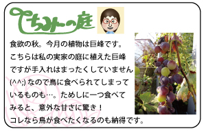 食欲の秋。今月の植物は巨峰です。こちらは私の実家の庭に植えた巨峰ですが、手入れはまったくしていません(^^;)なので鳥に食べられてしまっているものも…。ためしに一つ食べてみると、意外な甘さに驚き！コレなら鳥が食べたくなるのも納得です。