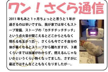 2011年もあと１ヶ月ちょっとと思うと１年が過ぎるのは早いですね。我が家では早くもストーブ常備。ストーブの「カチチチッチチッチ」という点火音が聞こえるとどこからともなく現れる毛玉が１匹…。さくらも今でこそ自分の体が熱くなるとストーブから離れますが、３歳くらいまでは加減がわからず、燃えるんじゃないかというくらい熱くなってました。さすがに最近ではそんなこともなくなりましたが…。