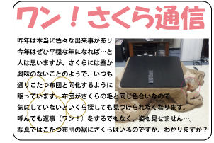 昨年は本当に色々な出来事があり今年はぜひ平穏な年になれば…と人は思いますが、さくらには些か興味のないことのようで、いつも通りこたつ布団と同化するように眠っています。布団がさくらの毛と同じ色合いなので気にしていないといくら探しても見つけられなくなります。呼んでも返事（ワン！）をするでもなく、姿も見せません…。写真ではこたつ布団の裾にさくらはいるのですが、わかりますか？