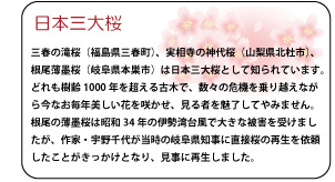 日本三大桜　三春の滝桜（福島県三春町）、実相寺の神代桜（山梨県北杜市）、根尾薄墨桜（岐阜県本巣市）は日本三大桜として知られています。どれも樹齢1000年を超える古木で、数々の危機を乗り越えながら今なお毎年美しい花を咲かせ、見る者を魅了してやみません。根尾の薄墨桜は昭和34年の伊勢湾台風で大きな被害を受けましたが、作家・宇野千代が当時の岐阜県知事に直接桜の再生を依頼したことがきっかけとなり、見事に再生しました。