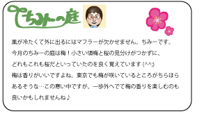ちみーの庭　風が冷たくて外に出るにはマフラーが欠かせません。ちみーです。今月のちみーの庭は梅！小さい頃梅と桜の見分けがつかずに、どれもこれも桜だといっていたのを良く覚えています(^^;)梅は香りがいいですよね。東京でも梅が咲いているところがちらほらあるそうな…この寒い中ですが、一歩外へでて梅の香りを楽しむのも良いかもしれませんね♪