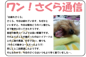 「お疲れさくら」さくら、今日は疲れています。なぜかといいますと、今日は駅向こうのパン屋さんまで散歩に行ってきたそうです。普段の散歩コースよりは長い距離ですが、それよりさくらが嫌だったのはトイプードルとの二度の遭遇。行きで合い、帰りも（そのこの散歩コースだったようで）同じこと二回遭遇したようです。そんなわけで、今日のさくらはいつもより早く寝ていました…。
