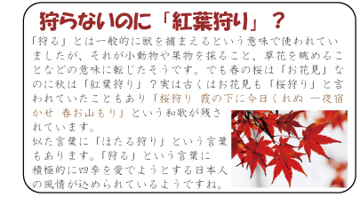 狩らないのに「紅葉狩り」？　「狩る」とは一般的に獣を捕まえるという意味で使われていましたが、それが小動物や果物を採ること、草花を眺めることなどの意味に転じたそうです。でも春の桜は「お花見」なのに秋は「紅葉狩り」？実は古くはお花見も「桜狩り」と言われていたこともあり「桜狩り 霞の下に今日くれぬ 一夜宿かせ 春お山もり」という和歌が残されています。似た言葉に「ほたる狩り」という言葉もあります。「狩る」という言葉に積極的に四季を愛でようとする日本人の風情が込められているようですね。