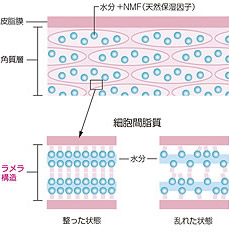 ラメラ構造説明図